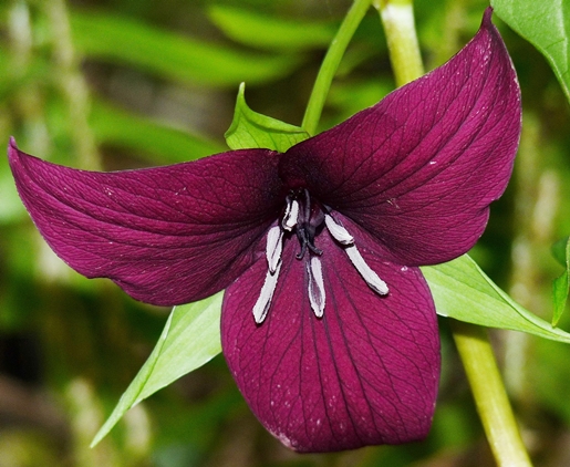 {Trillium vaseyi}